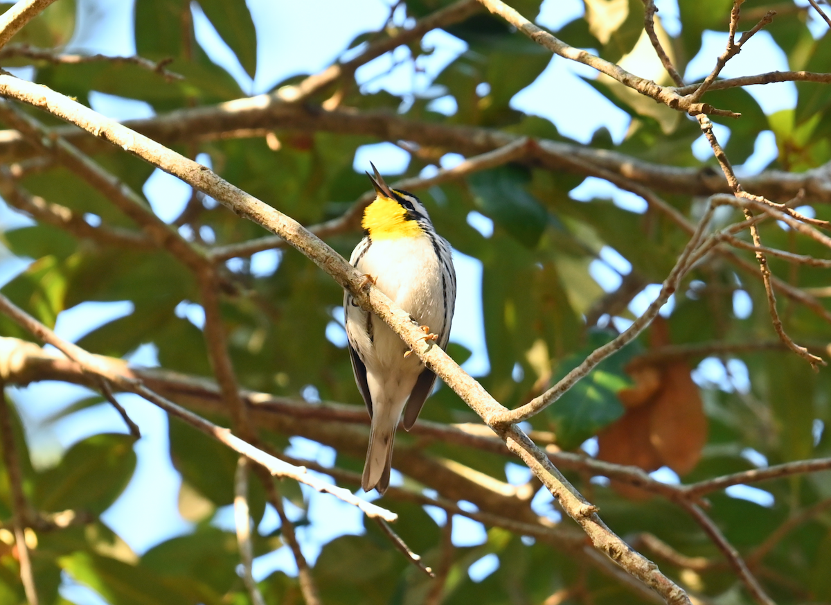 Yellow-throated Warbler - ML631386027