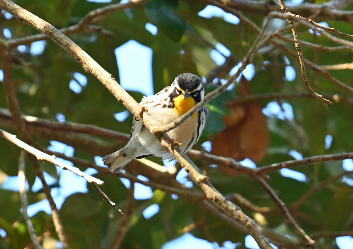 Yellow-throated Warbler - ML631386029