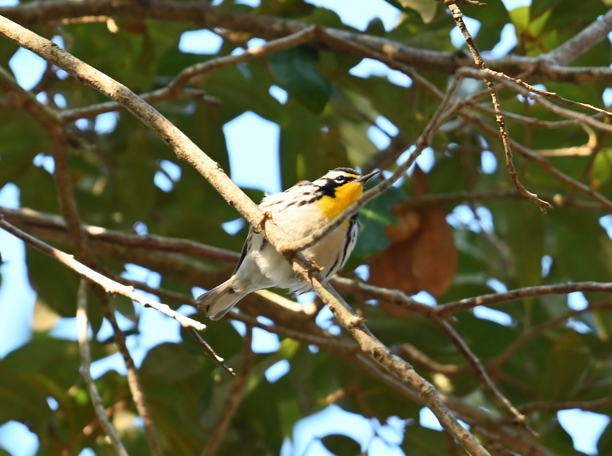 Yellow-throated Warbler - ML631386034