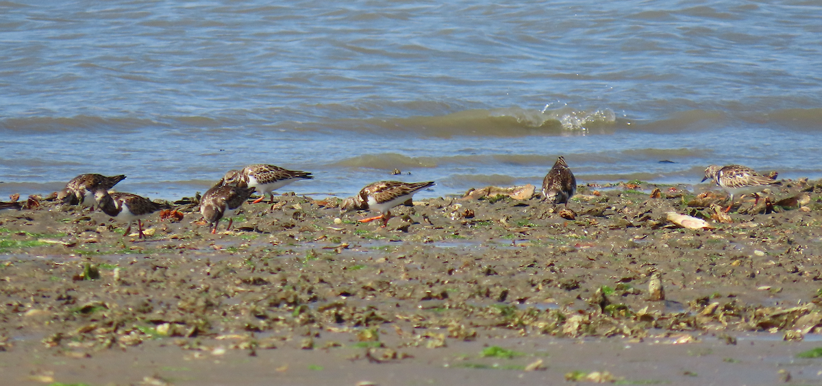 Алаг хайргач - ML631386040