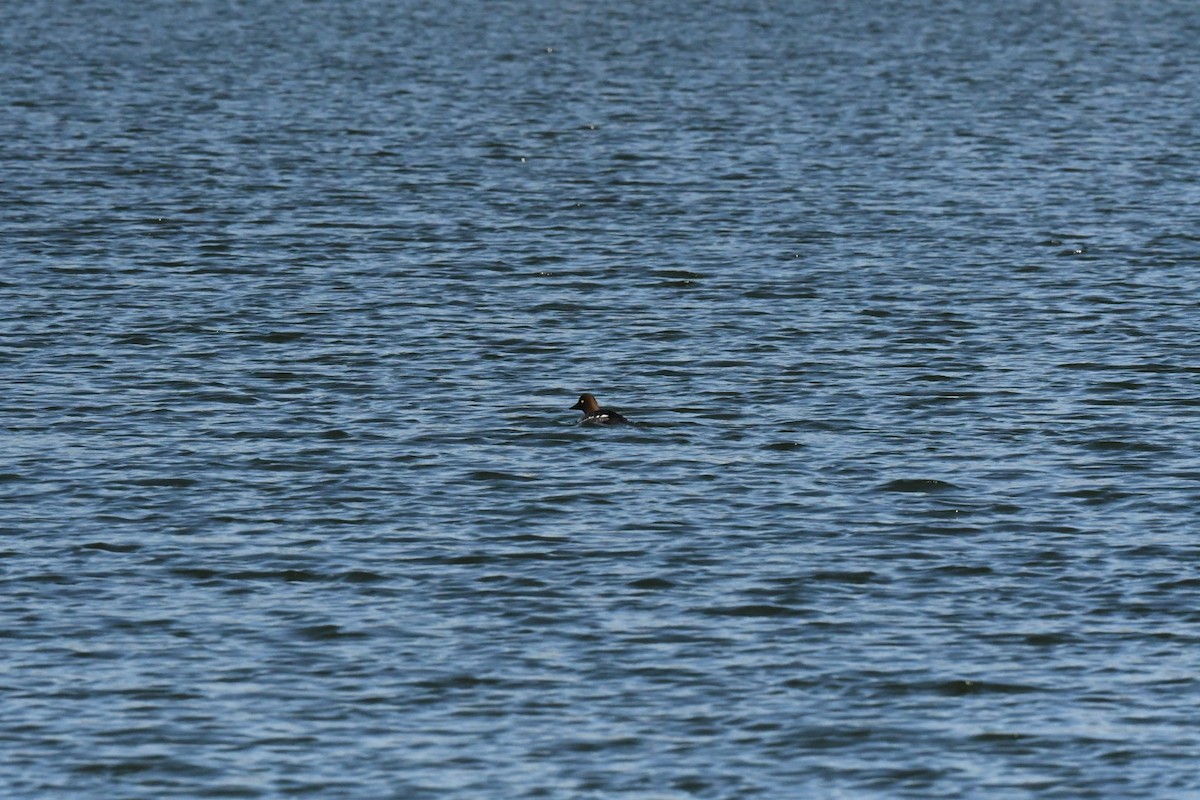 鵲鴨 - ML631386048