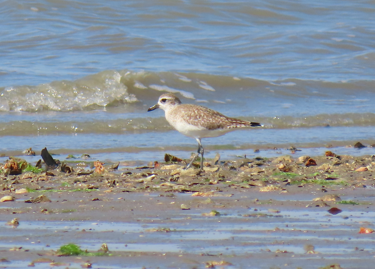 Буурал сүвээ цагаан - ML631386051