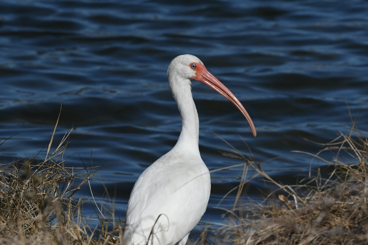 White Ibis - ML631386057