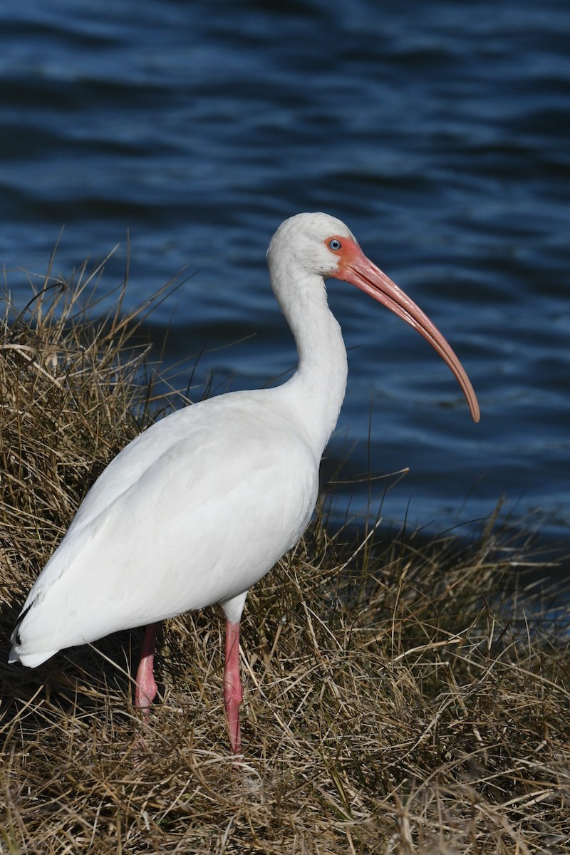 White Ibis - ML631386059