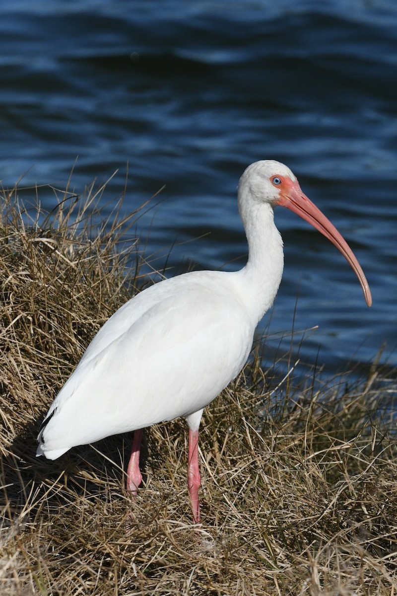 White Ibis - ML631386060