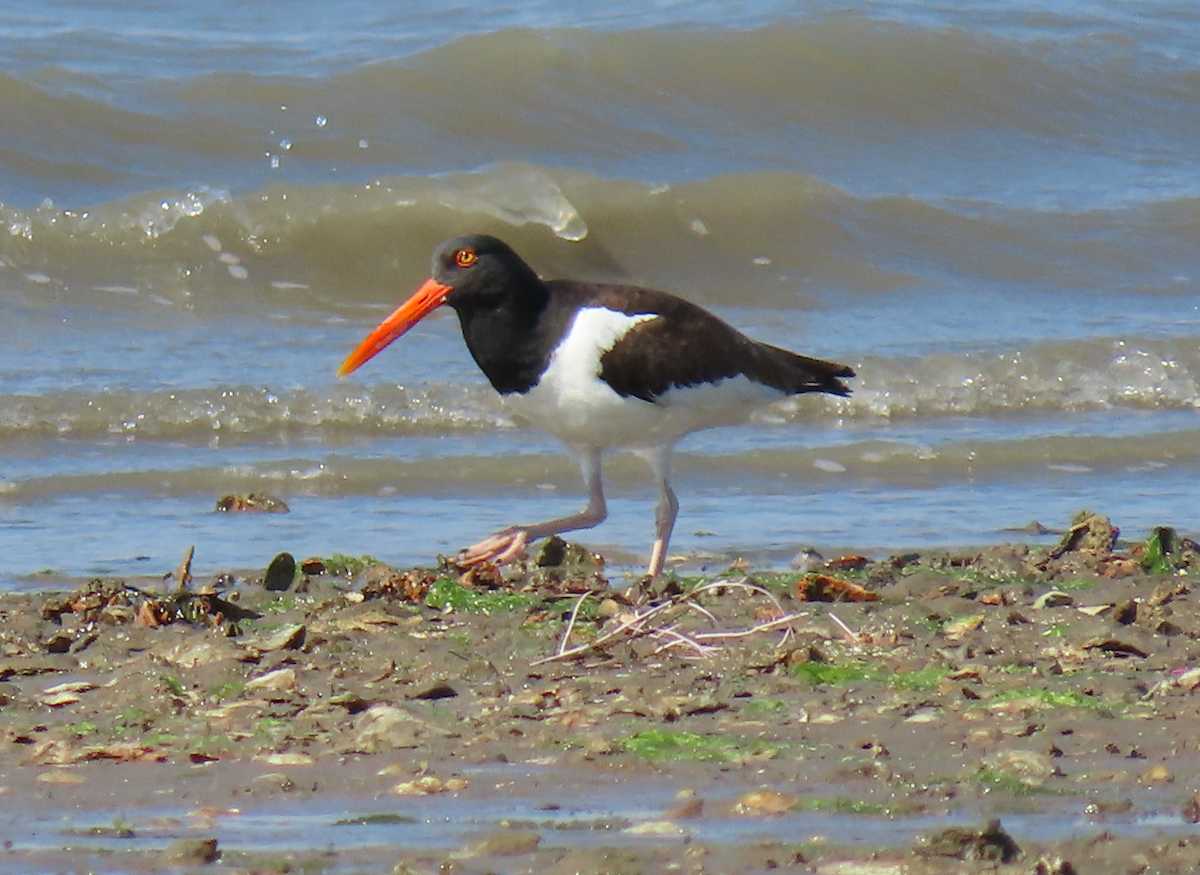 American Oystercatcher - ML631386066