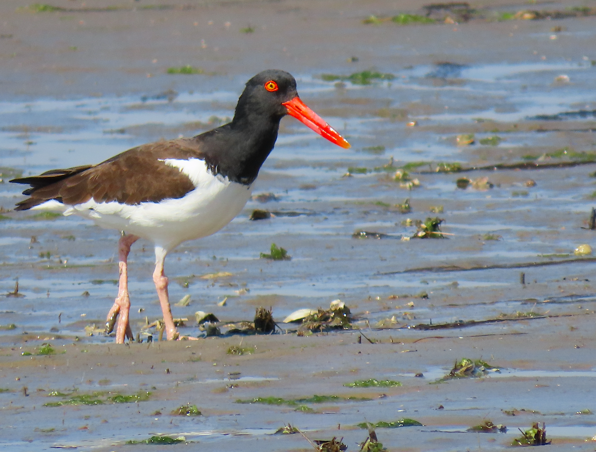 American Oystercatcher - ML631386067
