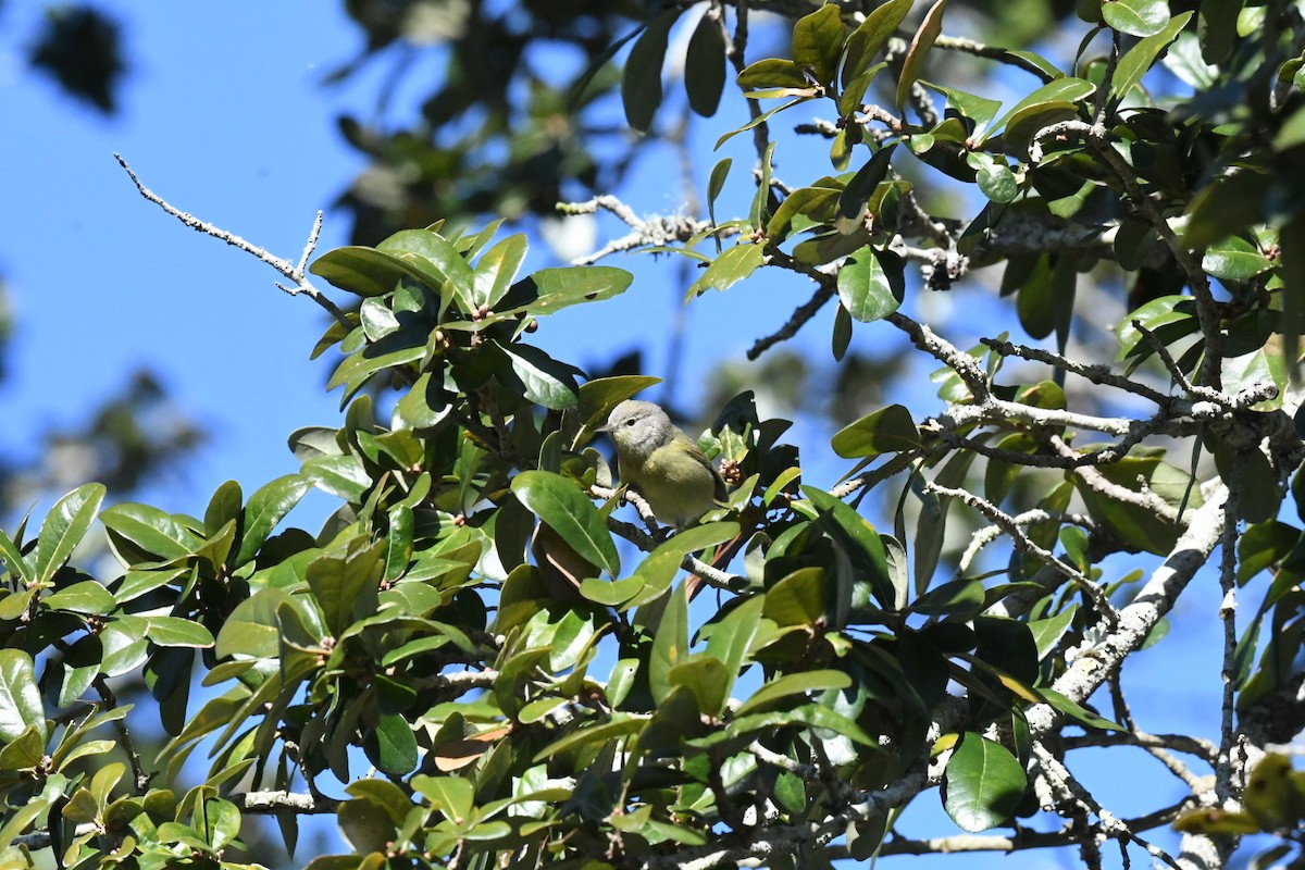 Orange-crowned Warbler - ML631386068