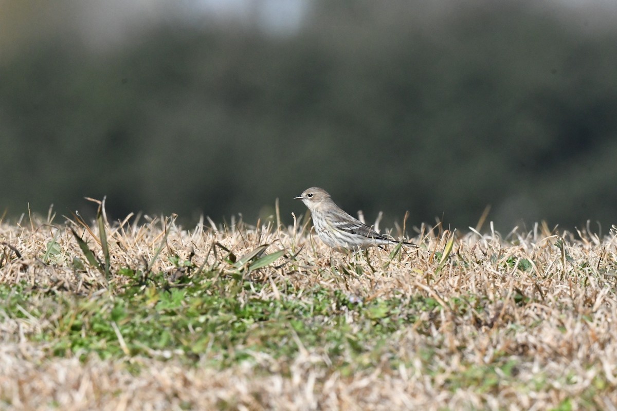 Yellow-rumped Warbler - ML631386075