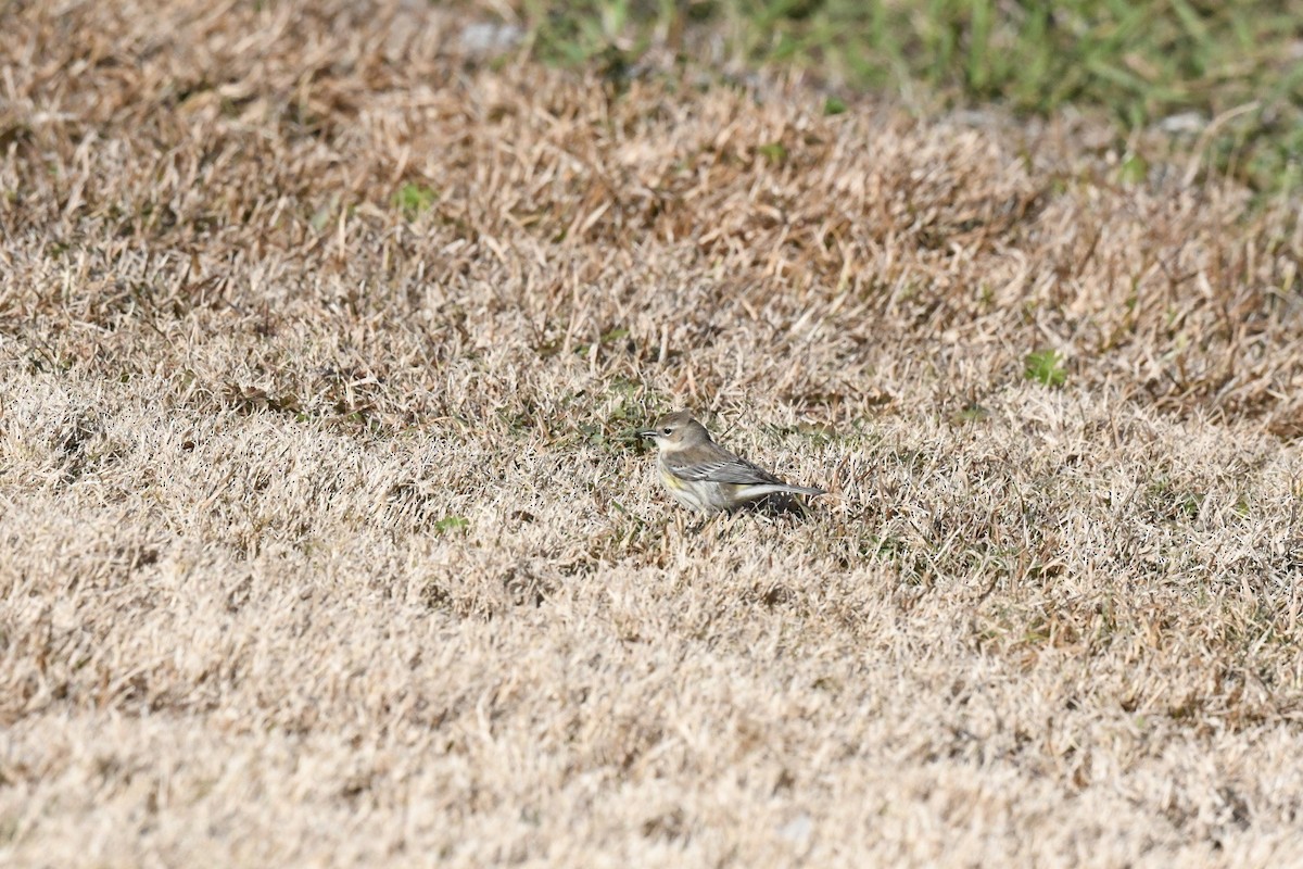 Yellow-rumped Warbler - ML631386076