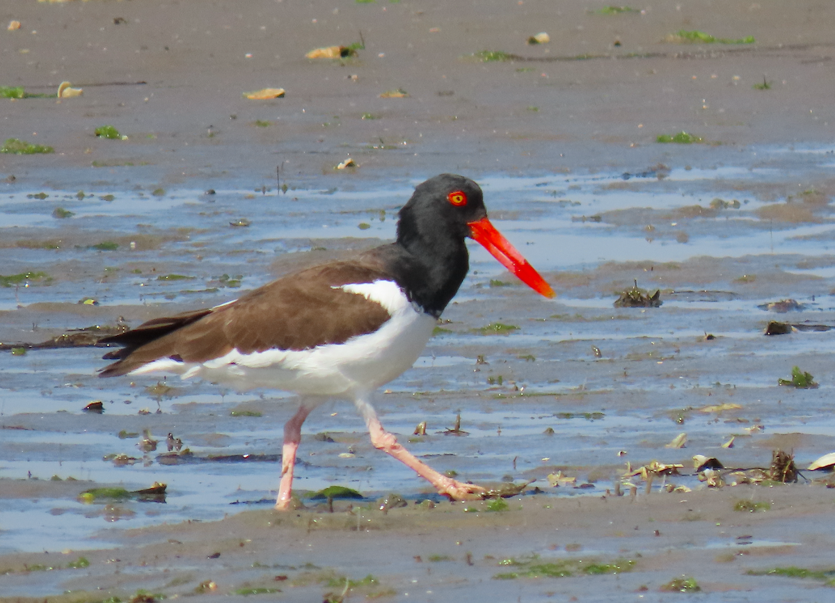 American Oystercatcher - ML631386088