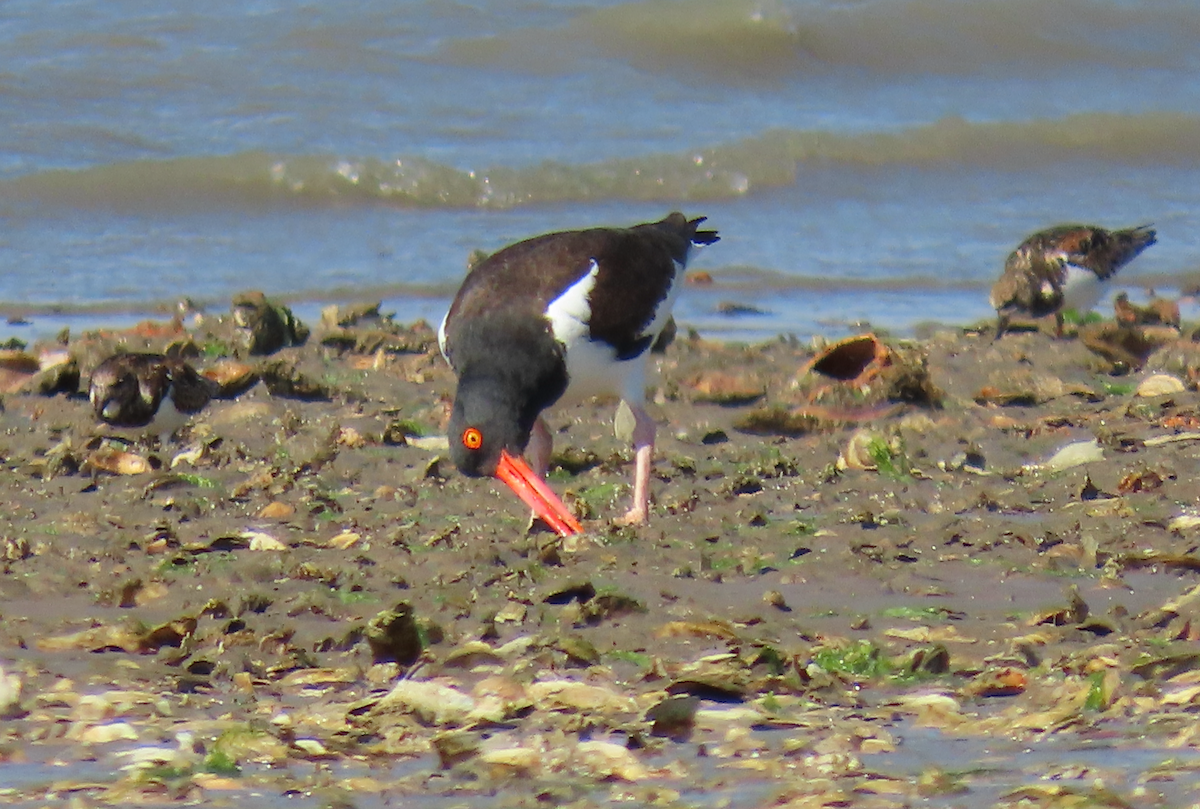 American Oystercatcher - ML631386089