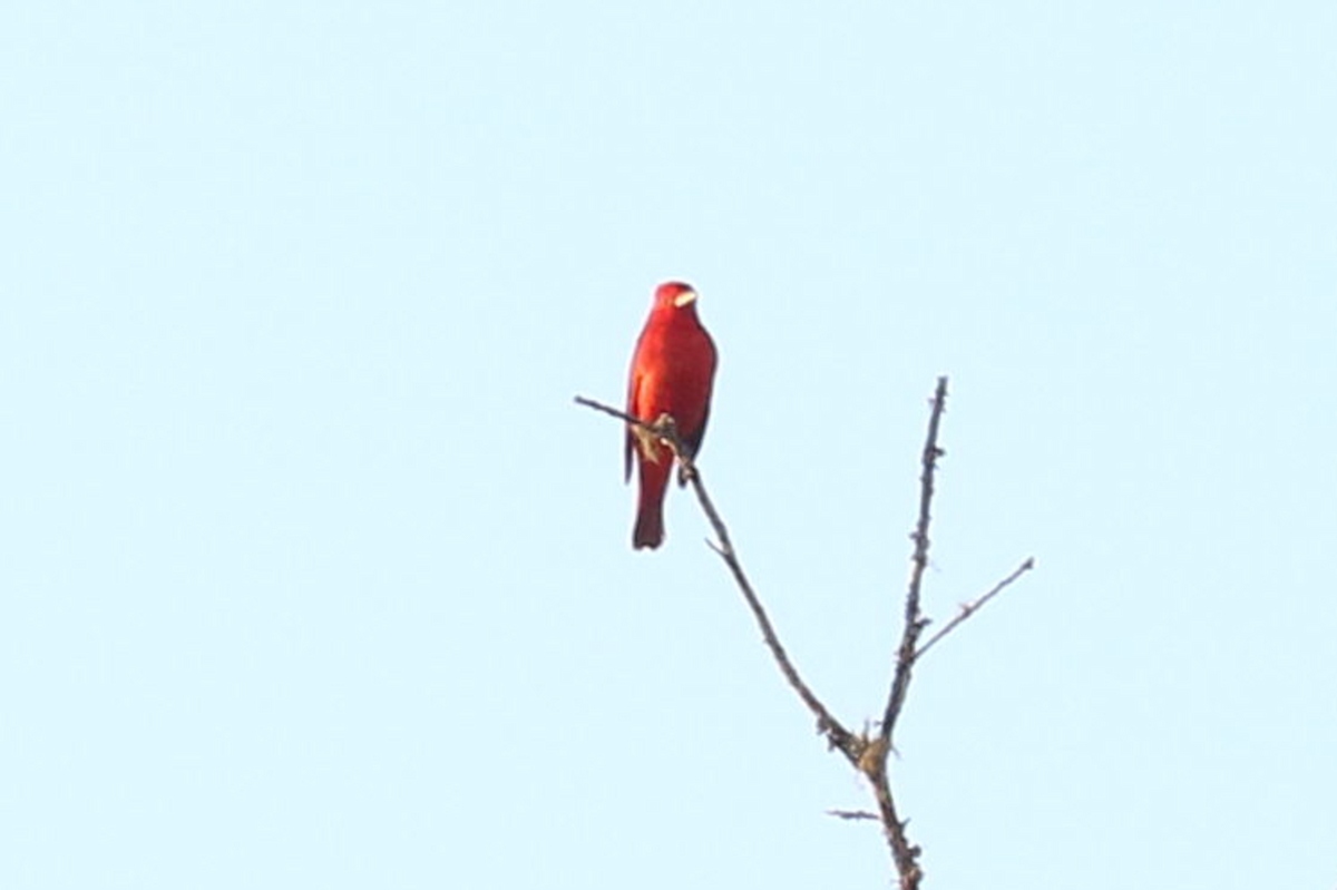 Summer Tanager - ML631386161