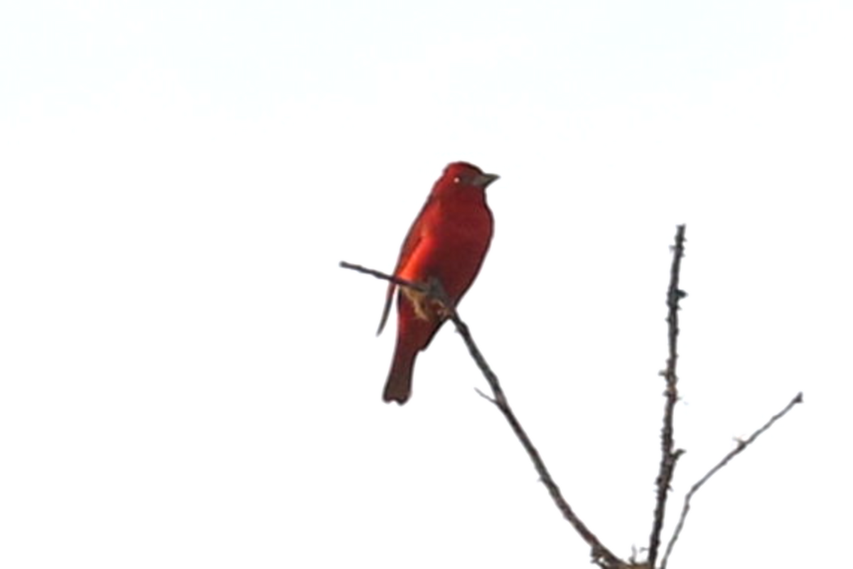 Summer Tanager - ML631386162
