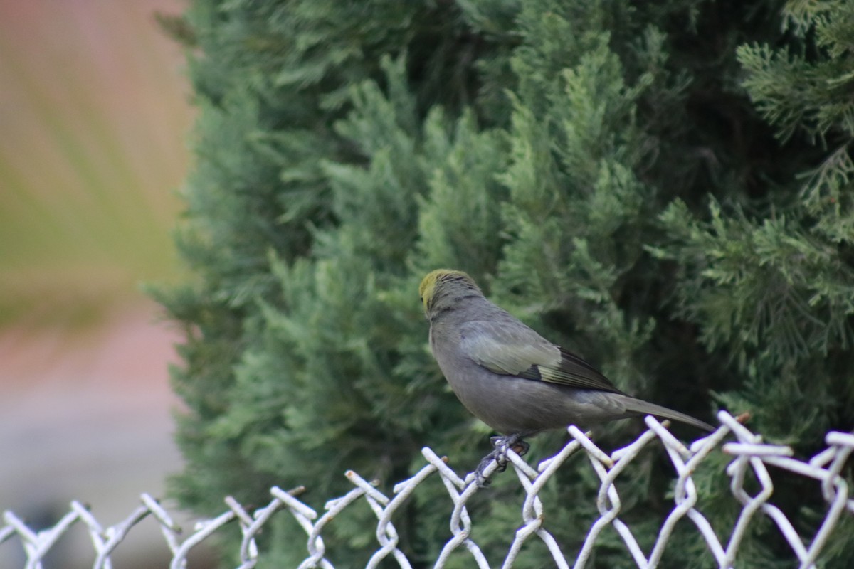 Palm Tanager - ML631386247