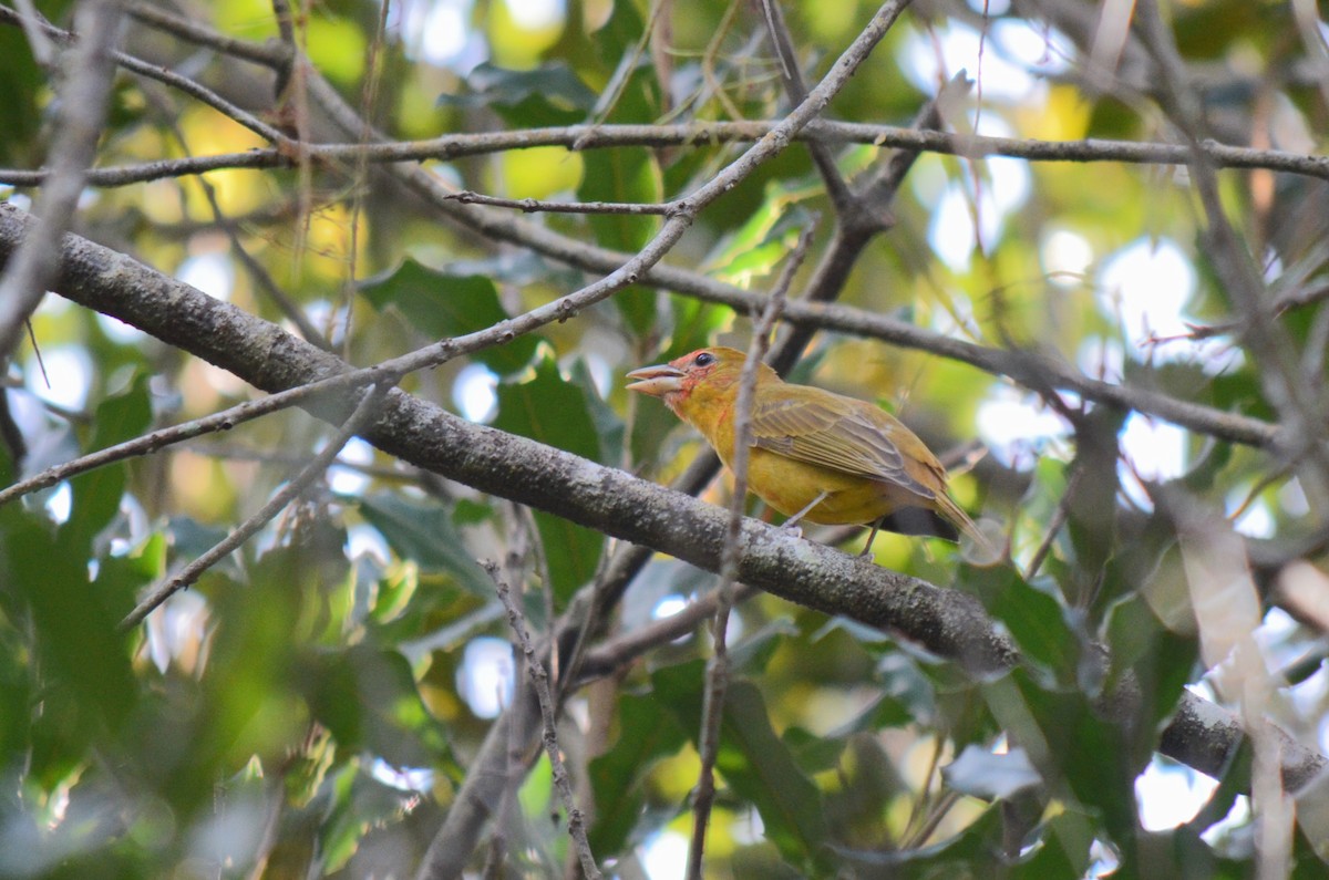 Summer Tanager - ML631386249