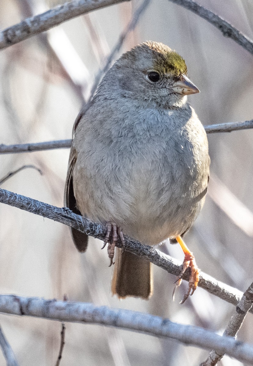 Golden-crowned Sparrow - ML631386256