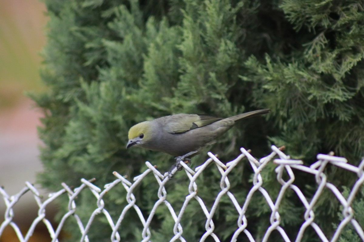 Palm Tanager - ML631386259
