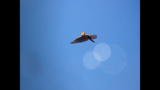 Short-eared Owl - ML631386473