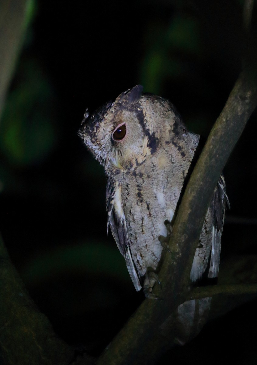 Collared Scops-Owl - ML631386559