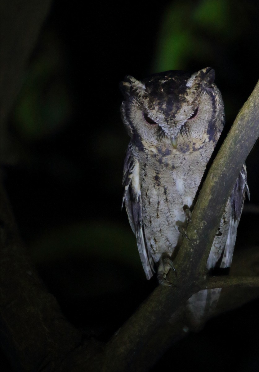 Collared Scops-Owl - ML631386560