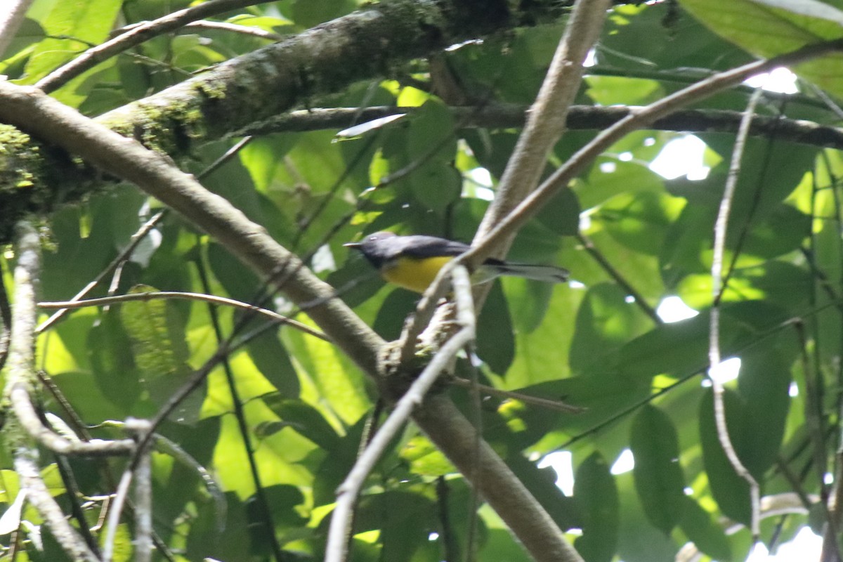 Slate-throated Redstart - ML631386720