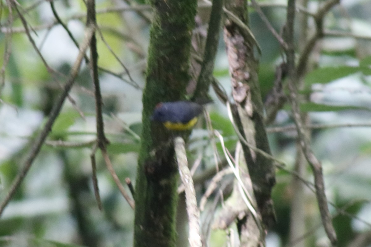 Slate-throated Redstart - ML631386750