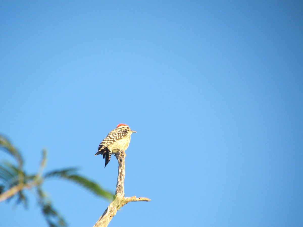 Ladder-backed Woodpecker - ML631386751