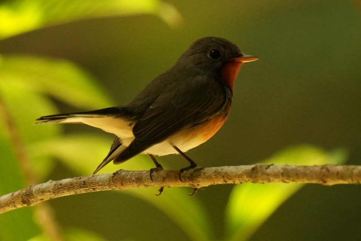 Kashmir Flycatcher - ML631386965