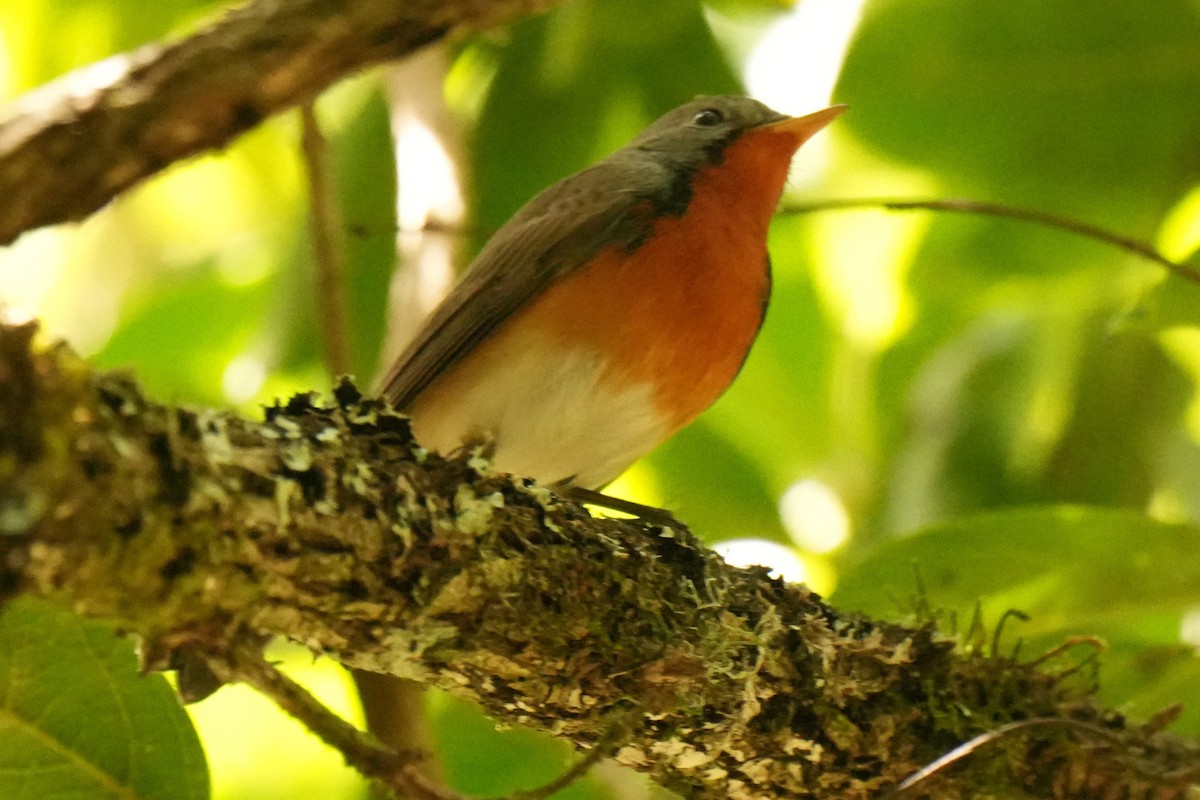 Kashmir Flycatcher - ML631386966
