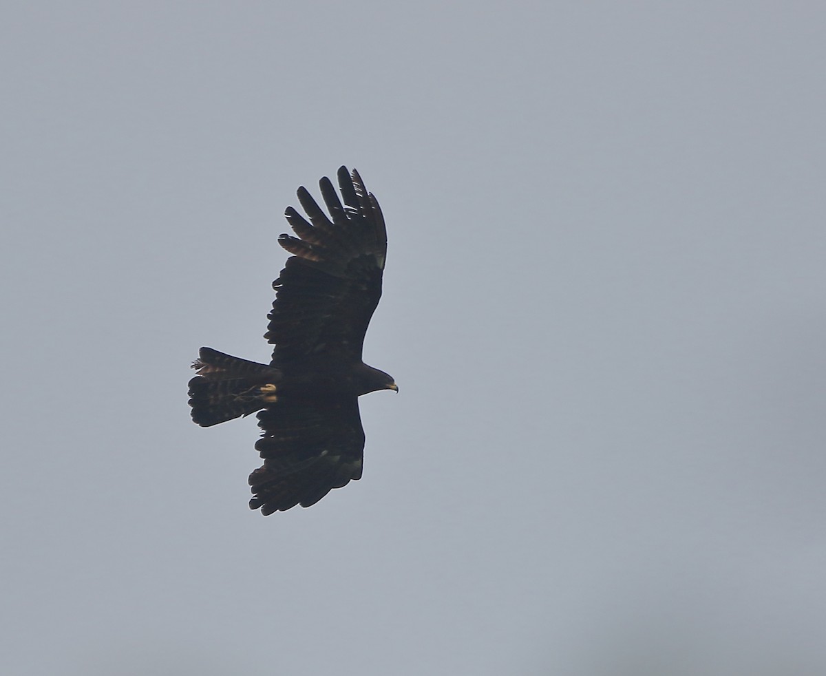 Black Eagle - ML631386984
