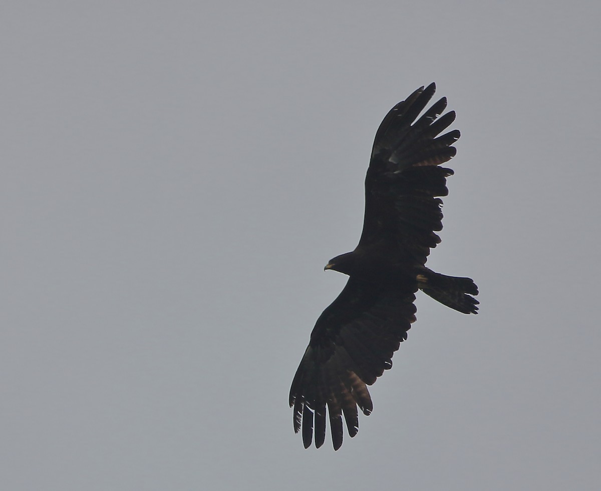 Black Eagle - ML631386985