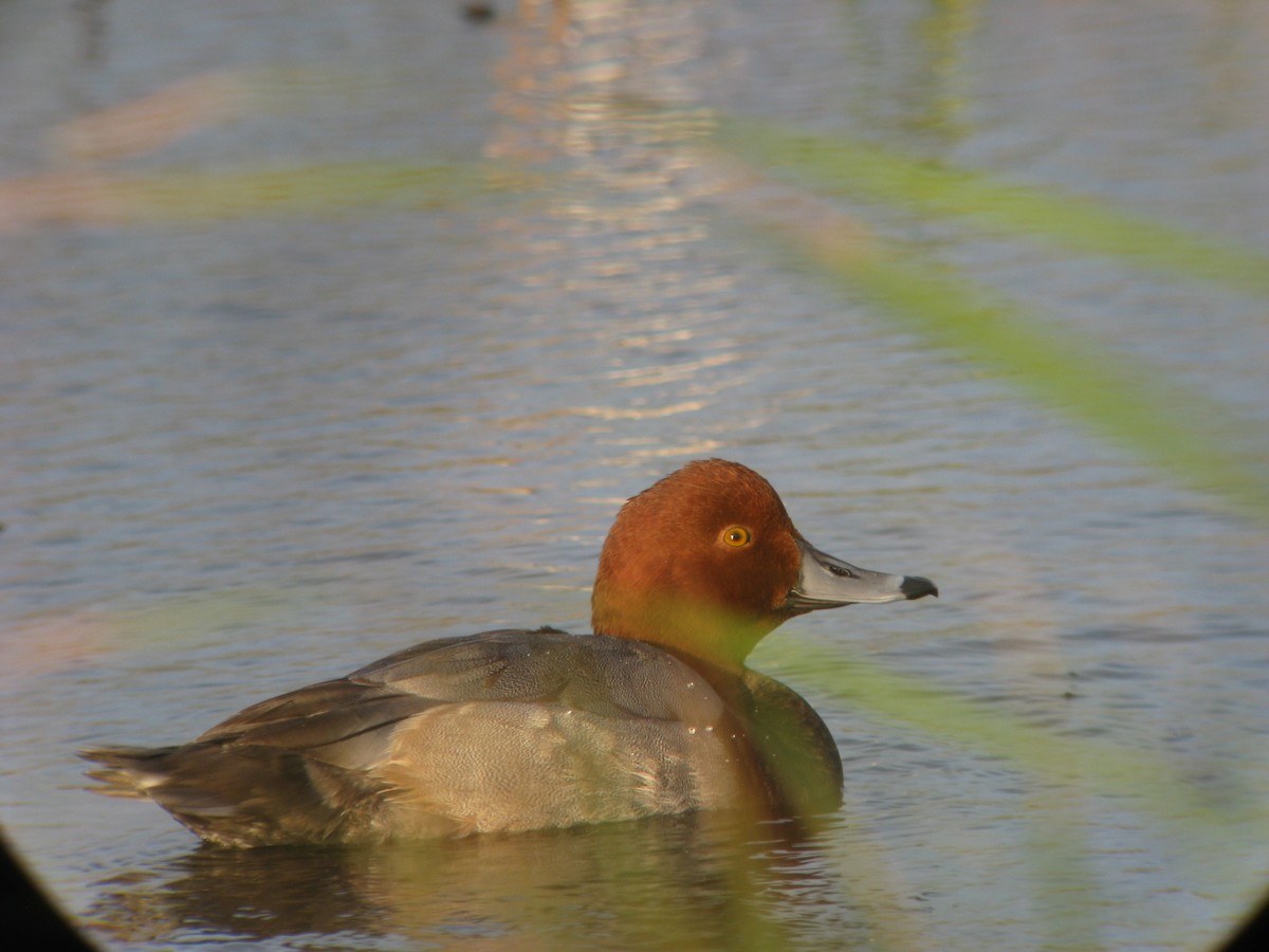 Redhead - ML631387002