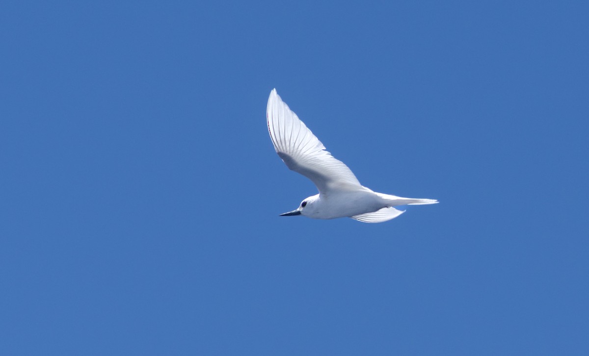 White Tern - ML631387061