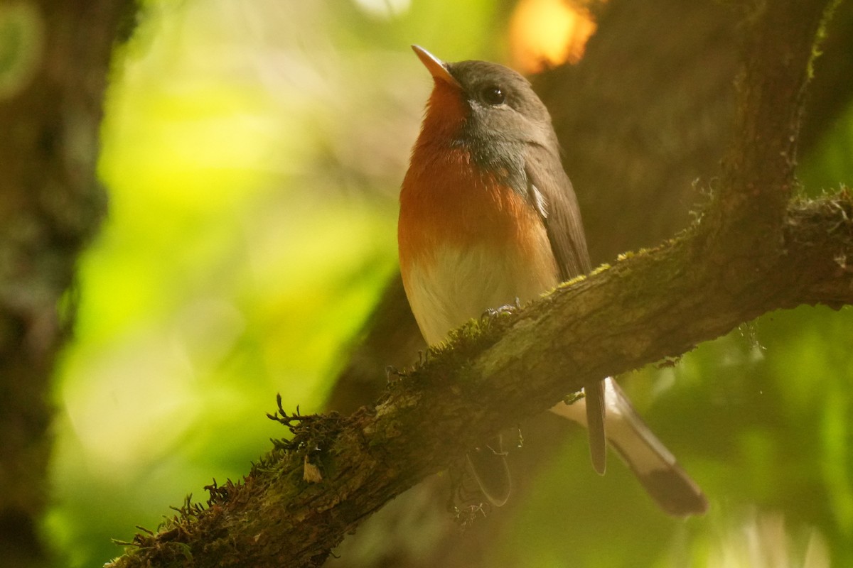 Kashmir Flycatcher - ML631387070