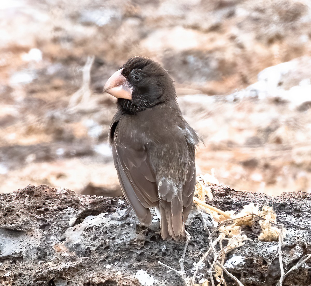 ML631387134 - Large Ground-Finch - Macaulay Library