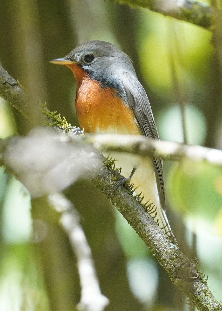 Kashmir Flycatcher - ML631387247