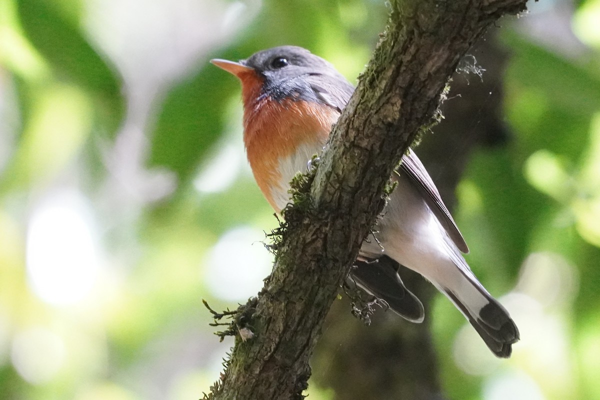 Kashmir Flycatcher - ML631387248