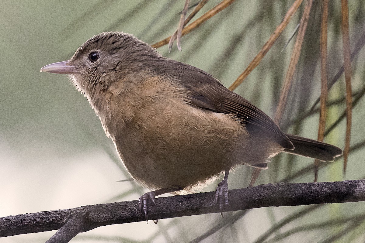 Rufous Shrikethrush - ML631387387