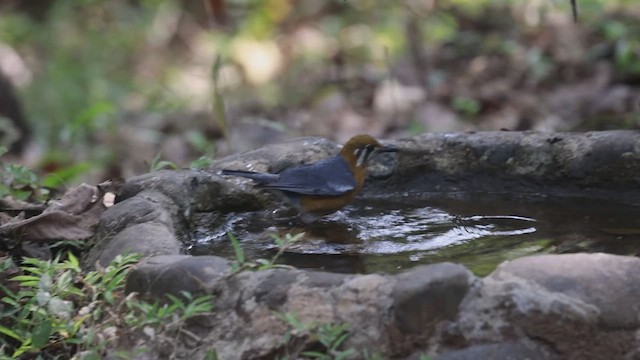 Orange-headed Thrush - ML631387843