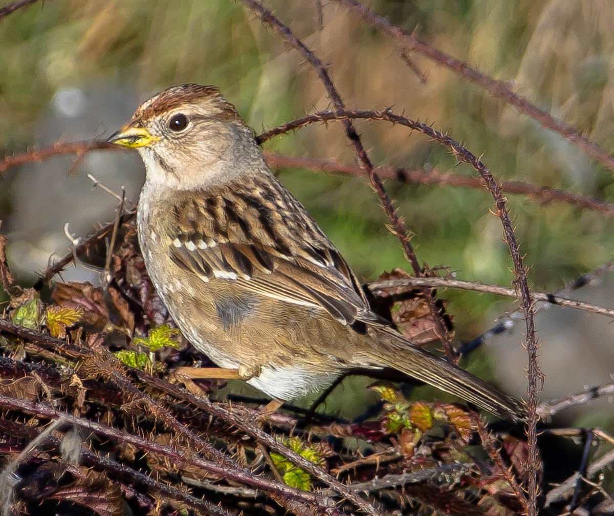 White-crowned Sparrow - ML631387864