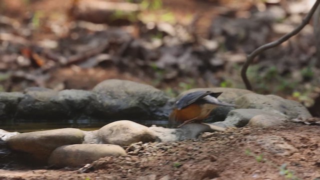 Orange-headed Thrush - ML631387872
