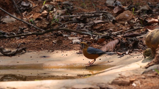 Orange-headed Thrush - ML631387873