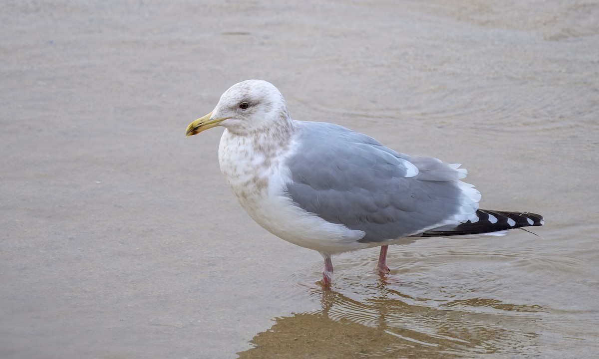 Iceland Gull (Thayer's) - ML631388002