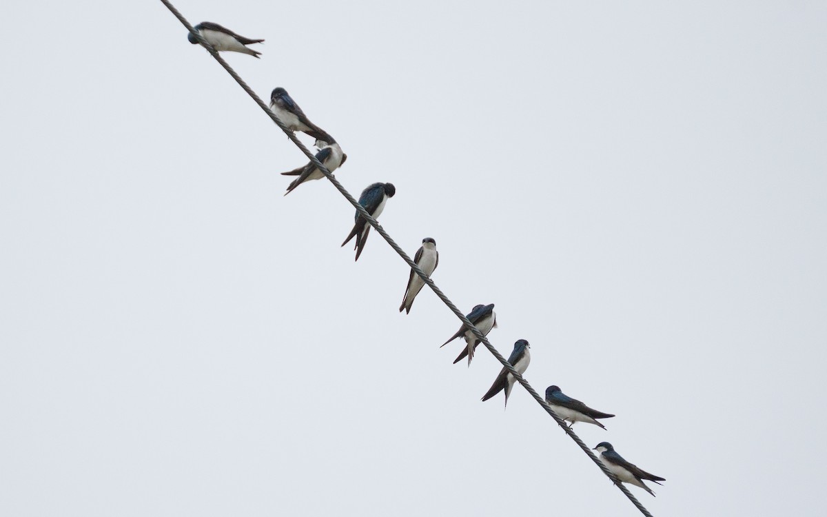 vlaštovka stromová - ML631388251