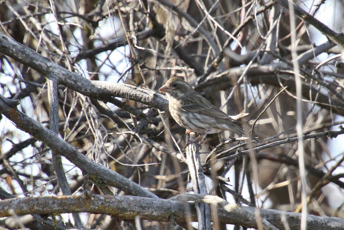 Purple Finch - ML631388350