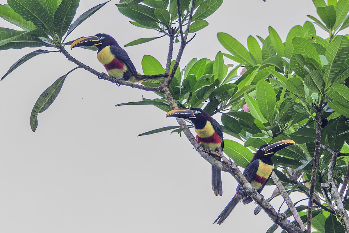 Chestnut-eared Aracari - ML631388589