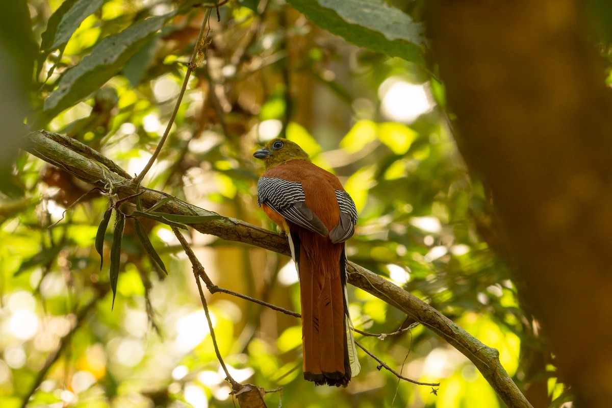 Orange-breasted Trogon - ML631388944