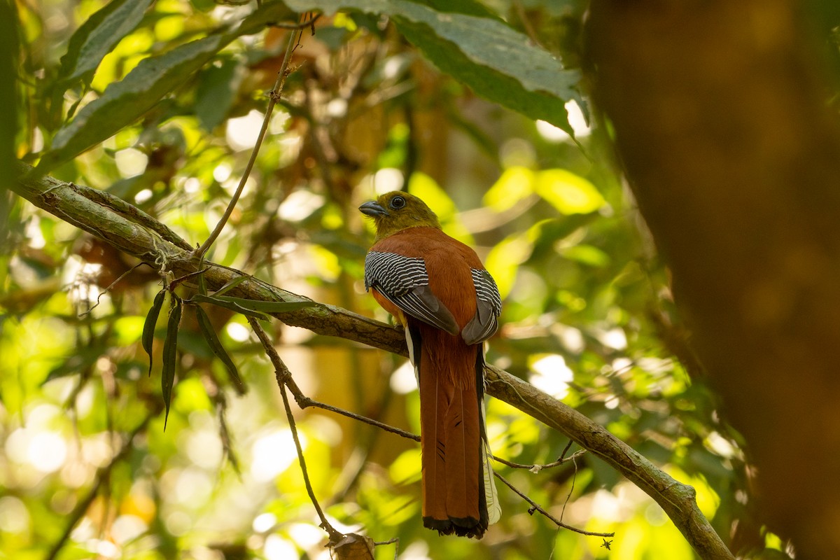 Orange-breasted Trogon - ML631388945