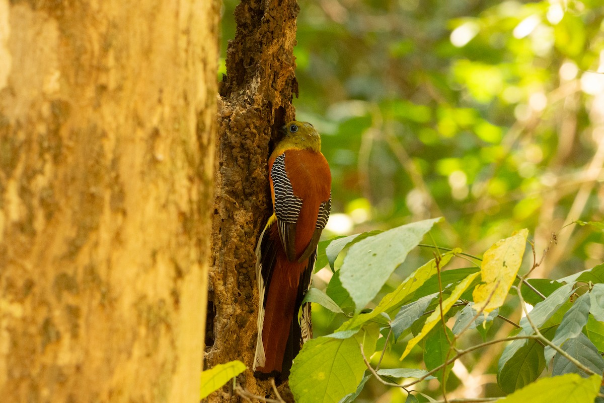 Orange-breasted Trogon - ML631388946